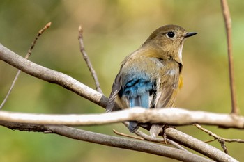 2021年3月6日(土) 東京都立桜ヶ丘公園(聖蹟桜ヶ丘)の野鳥観察記録