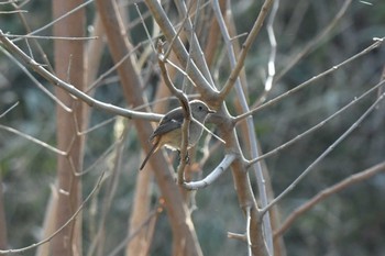 ジョウビタキ 赤羽自然観察公園 2021年3月1日(月)