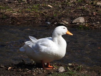 Domestic duck 愛知県 Sun, 3/20/2016