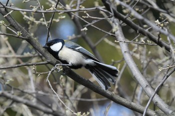 シジュウカラ 洗足池(大田区) 2021年2月27日(土)