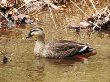 Eastern Spot-billed Duck 愛知県 Sun, 4/10/2016