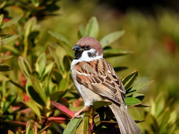 Eurasian Tree Sparrow 愛知県 Sun, 1/24/2016