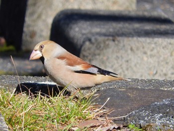 Hawfinch 愛知県 Sat, 3/12/2016