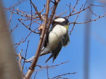 シジュウカラ 八田川 2021年3月7日(日)