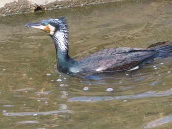 カワウ 八田川 2021年3月7日(日)