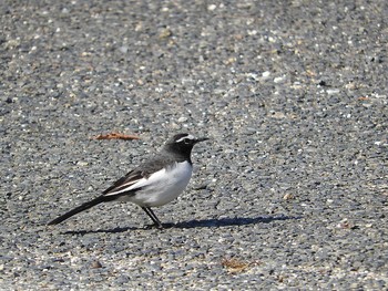 Japanese Wagtail 愛知県 Sun, 1/10/2016