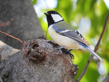 Japanese Tit 愛知県 Sun, 2/28/2016