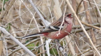 2021年3月7日(日) 芝川第一調節池(芝川貯水池)の野鳥観察記録