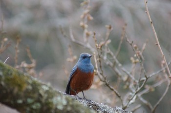 Blue Rock Thrush 大室山 Sun, 3/7/2021