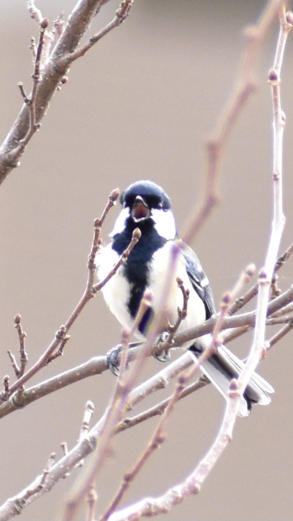 シジュウカラ