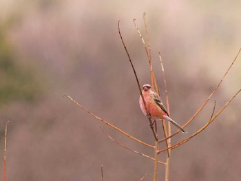 Siberian Long-tailed Rosefinch Unknown Spots Wed, 1/25/2017