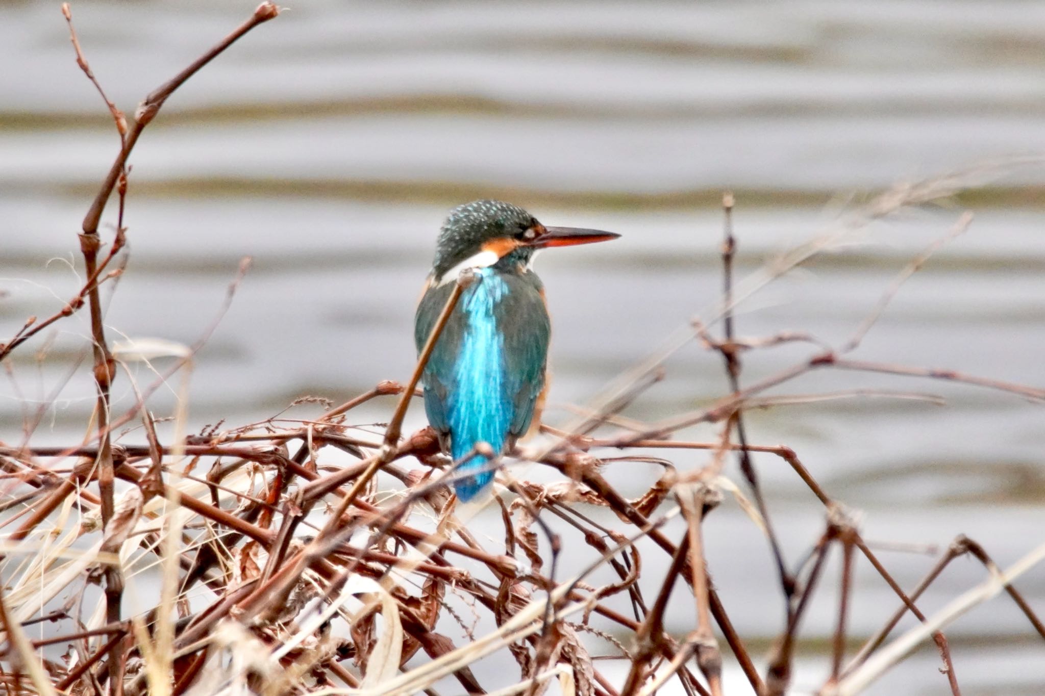 Photo of Common Kingfisher at 阪南市 by 杏仁豆腐