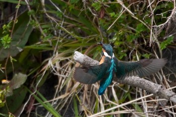 Common Kingfisher 阪南市 Sun, 3/7/2021