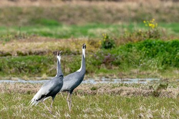 White-naped Crane 山口県下関市 Sat, 3/6/2021