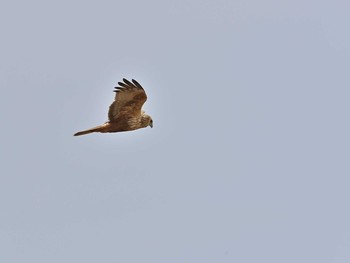 Eastern Marsh Harrier 稲敷市甘田干拓 Sun, 3/7/2021