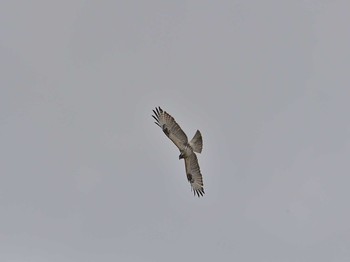 Eastern Buzzard 稲敷市甘田干拓 Sun, 3/7/2021