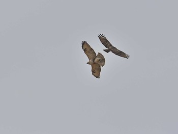 Eastern Buzzard 稲敷市甘田干拓 Sun, 3/7/2021