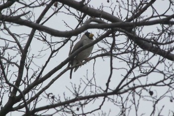 Sun, 3/7/2021 Birding report at 加木屋緑地