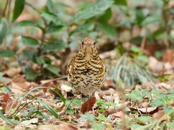 2021年3月7日(日) 東高根森林公園の野鳥観察記録