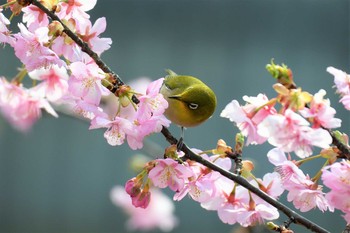 メジロ 京都市 2021年2月25日(木)