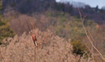 ベニマシコ 場所が不明 2017年1月25日(水)