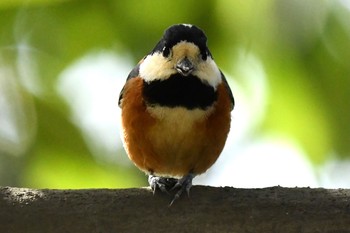 2021年3月7日(日) 千里南公園の野鳥観察記録