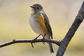 ルリビタキ 千里南公園 2021年3月7日(日)