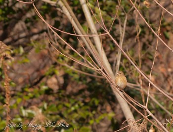 Siberian Long-tailed Rosefinch Unknown Spots Wed, 1/25/2017