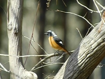 2021年3月7日(日) 井頭公園の野鳥観察記録