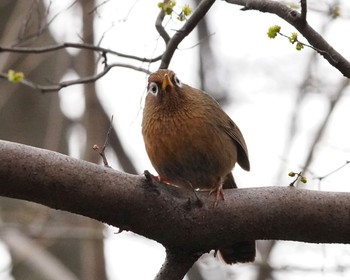 ガビチョウ 黒川清流公園 2021年3月7日(日)