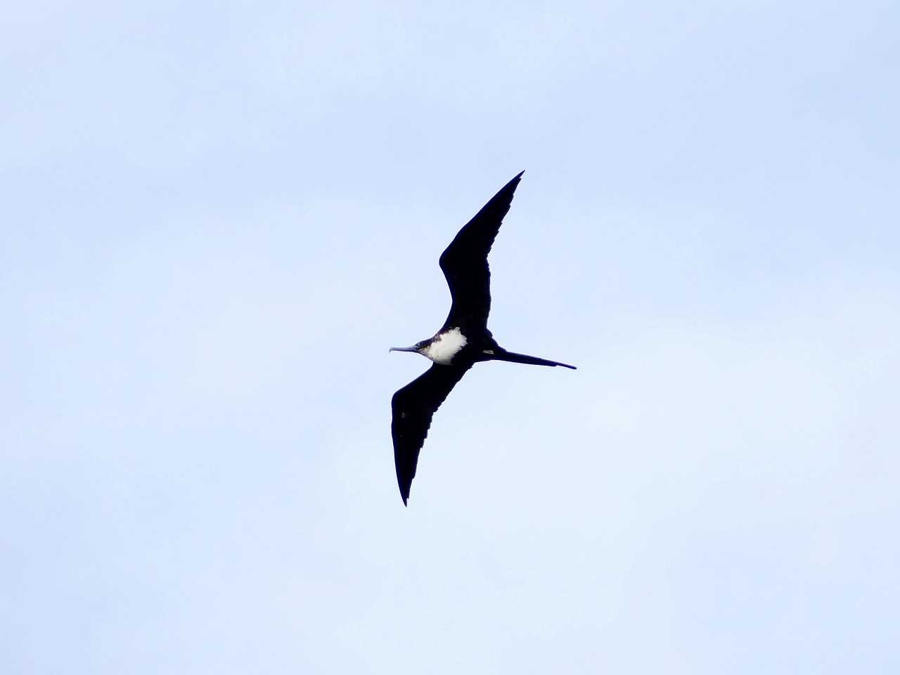 Photo of Great Frigatebird at ランギロア(タヒチ) by とみやん