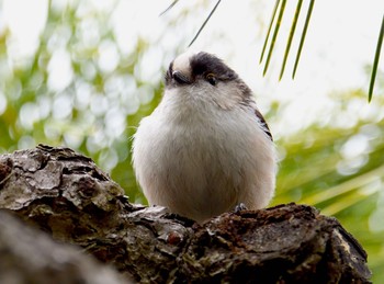 エナガ 栗林公園 2021年3月7日(日)