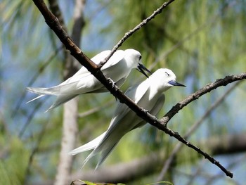 White Tern ランギロア(タヒチ) Sat, 12/24/2016