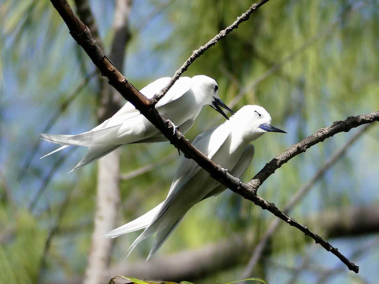 White Tern