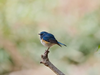 Red-flanked Bluetail 再度山 Sun, 3/7/2021