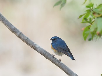 Red-flanked Bluetail 再度山 Sat, 3/6/2021