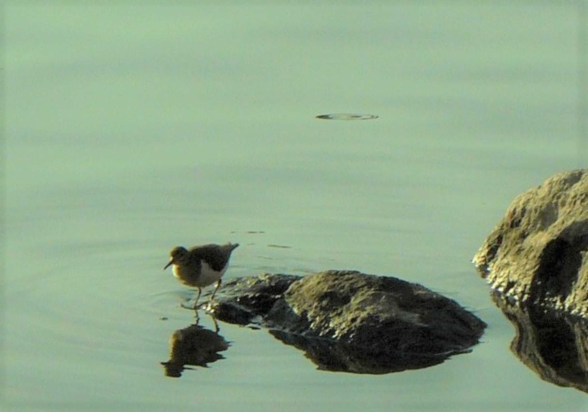 Photo of Common Sandpiper at 門池公園(沼津市) by koshi