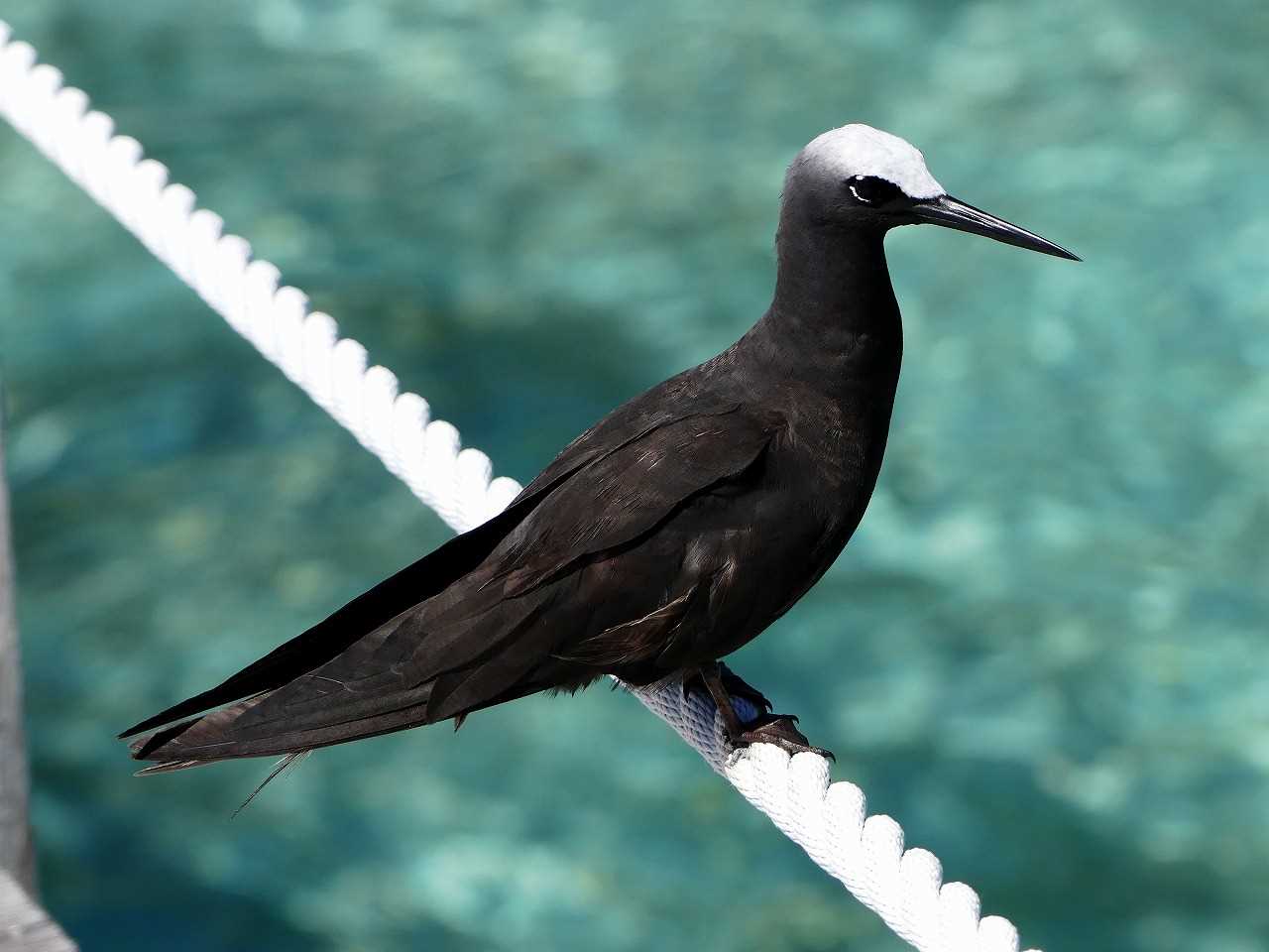 Photo of Black Noddy at ランギロア(タヒチ) by とみやん