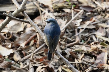 Red-flanked Bluetail Kitamoto Nature Observation Park Sun, 3/7/2021