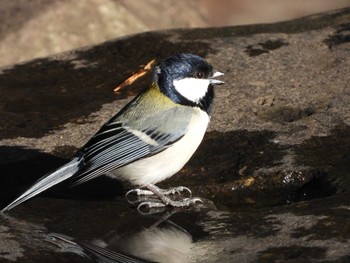 Japanese Tit 仙台市西公園 Sun, 3/7/2021