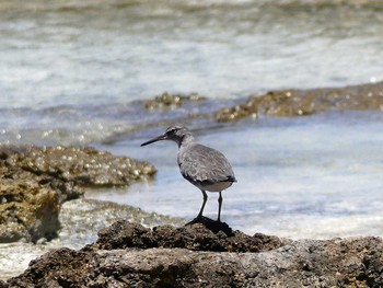 Sat, 12/24/2016 Birding report at ランギロア(タヒチ)