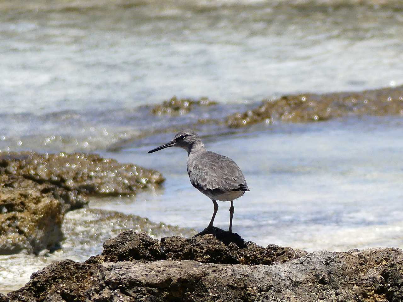 Wandering Tattler