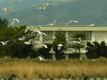 Medium Egret 酒匂川河口 Sat, 2/27/2021