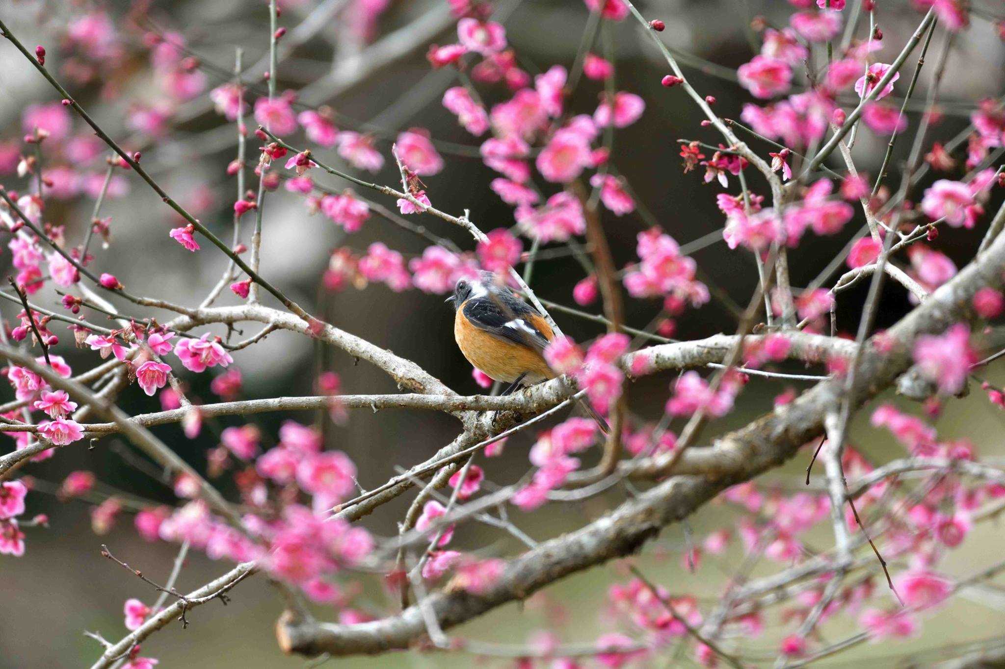 岩本山公園 ジョウビタキの写真 by やなさん