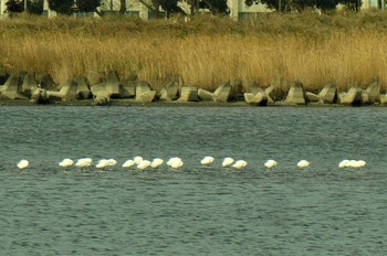 Medium Egret 酒匂川河口 Sat, 2/27/2021