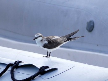 Spectacled Tern ランギロア(タヒチ) Sat, 12/24/2016