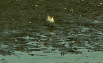 Common Sandpiper 酒匂川河口 Sat, 2/27/2021