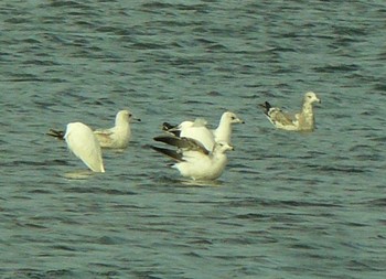 Black-tailed Gull 酒匂川河口 Sat, 2/27/2021