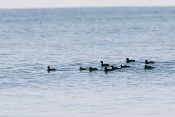 クロガモ 飯岡漁港 2021年2月11日(木)