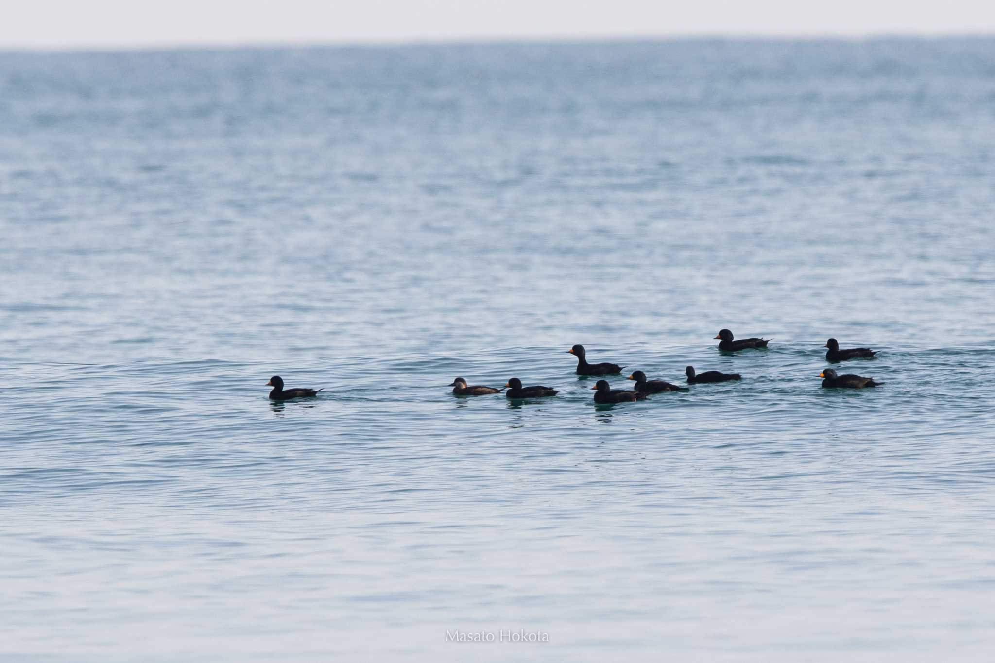 Photo of Black Scoter at 飯岡漁港 by Trio